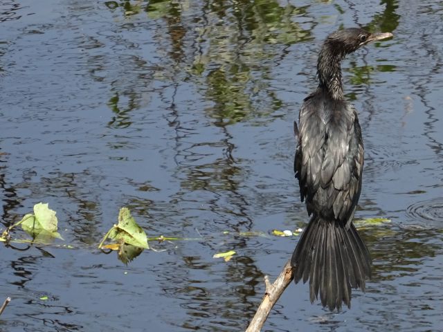 Alleppey